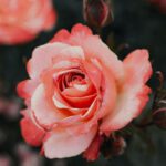 Eltville bietet neue Jahrespatenschaft für Rosen an
