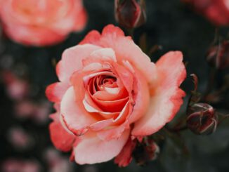 Eltville bietet neue Jahrespatenschaft für Rosen an