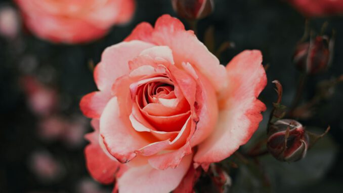Eltville bietet neue Jahrespatenschaft für Rosen an