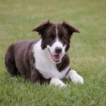 Verdacht auf ausgelegte Köder in Walluf: Hundebesitzer werden zur Vorsicht aufgefordert