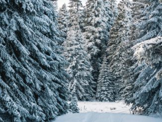 Weihnachtsbäume aus dem heimischen Wald: Forstamt Rüdesheim lädt zum Kauf am 20. Dezember 2025
