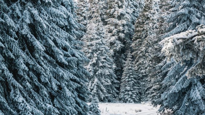 Weihnachtsbäume aus dem heimischen Wald: Forstamt Rüdesheim lädt zum Kauf am 20. Dezember 2025