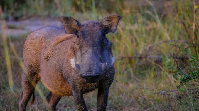 Zehn Monate ohne neuen ASP Nachweis im Kreis Rheingau Taunus